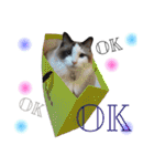 ＊My pet's pert 2＊（個別スタンプ：23）