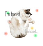 ＊My pet's pert 2＊（個別スタンプ：24）