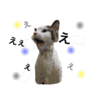 ＊My pet's pert 2＊（個別スタンプ：25）