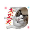 ＊My pet's pert 2＊（個別スタンプ：26）
