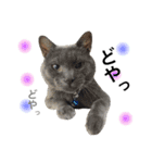 ＊My pet's pert 2＊（個別スタンプ：30）