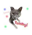 ＊My pet's pert 2＊（個別スタンプ：31）