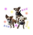 ＊My pet's pert 2＊（個別スタンプ：34）