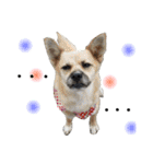 ＊My pet's pert 2＊（個別スタンプ：35）