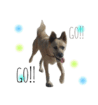 ＊My pet's pert 2＊（個別スタンプ：36）