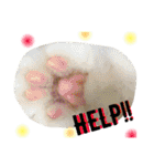 ＊My pet's pert 2＊（個別スタンプ：37）