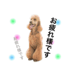 ＊My pet's pert 2＊（個別スタンプ：38）