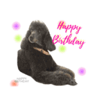 ＊My pet's pert 2＊（個別スタンプ：39）