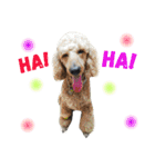 ＊My pet's pert 2＊（個別スタンプ：40）