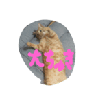 にゃらんず（個別スタンプ：7）