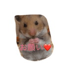 ゴールデンハムスターふぅ＆みぅ＆ベヒハム（個別スタンプ：1）
