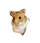 ゴールデンハムスターふぅ＆みぅ＆ベヒハム（個別スタンプ：2）