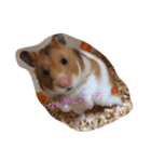 ゴールデンハムスターふぅ＆みぅ＆ベヒハム（個別スタンプ：9）