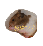 ゴールデンハムスターふぅ＆みぅ＆ベヒハム（個別スタンプ：10）