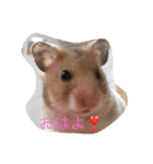 ゴールデンハムスターふぅ＆みぅ＆ベヒハム（個別スタンプ：14）
