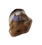 ゴールデンハムスターふぅ＆みぅ＆ベヒハム（個別スタンプ：20）