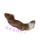 ゴールデンハムスターふぅ＆みぅ＆ベヒハム（個別スタンプ：23）
