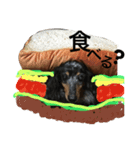 わんこーず（個別スタンプ：1）
