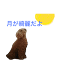 わんこーず（個別スタンプ：5）