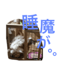 わんこーず（個別スタンプ：7）
