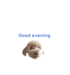 HELLO Toy poodle（個別スタンプ：5）