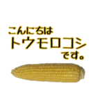 トウモロコシの夏（個別スタンプ：1）