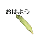 トウモロコシの夏（個別スタンプ：2）