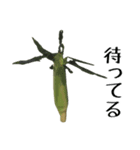 トウモロコシの夏（個別スタンプ：8）
