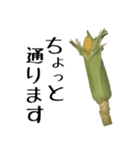 トウモロコシの夏（個別スタンプ：11）
