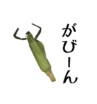 トウモロコシの夏（個別スタンプ：12）