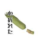 トウモロコシの夏（個別スタンプ：24）