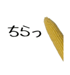 トウモロコシの夏（個別スタンプ：30）