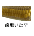 トウモロコシの夏（個別スタンプ：31）
