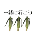 トウモロコシの夏（個別スタンプ：34）