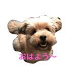ポメプー ココの平凡な一日（個別スタンプ：1）