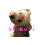 ポメプー ココの平凡な一日（個別スタンプ：4）