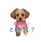 ポメプー ココの平凡な一日（個別スタンプ：8）