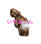 ポメプー ココの平凡な一日（個別スタンプ：10）