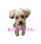 ポメプー ココの平凡な一日（個別スタンプ：12）
