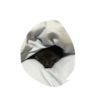 我が家の猫（アリスちゃん）（個別スタンプ：5）
