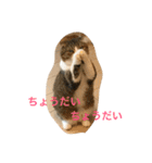 桜田家のねこ（個別スタンプ：1）