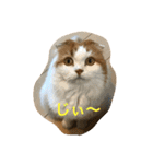 桜田家のねこ（個別スタンプ：3）