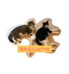 桜田家のねこ（個別スタンプ：4）