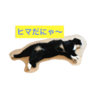 桜田家のねこ（個別スタンプ：5）