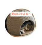 桜田家のねこ（個別スタンプ：6）