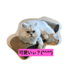 桜田家のねこ（個別スタンプ：8）