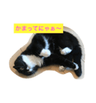 桜田家のねこ（個別スタンプ：9）