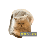 桜田家のねこ（個別スタンプ：10）