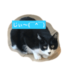 桜田家のねこ（個別スタンプ：11）