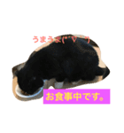 桜田家のねこ（個別スタンプ：13）